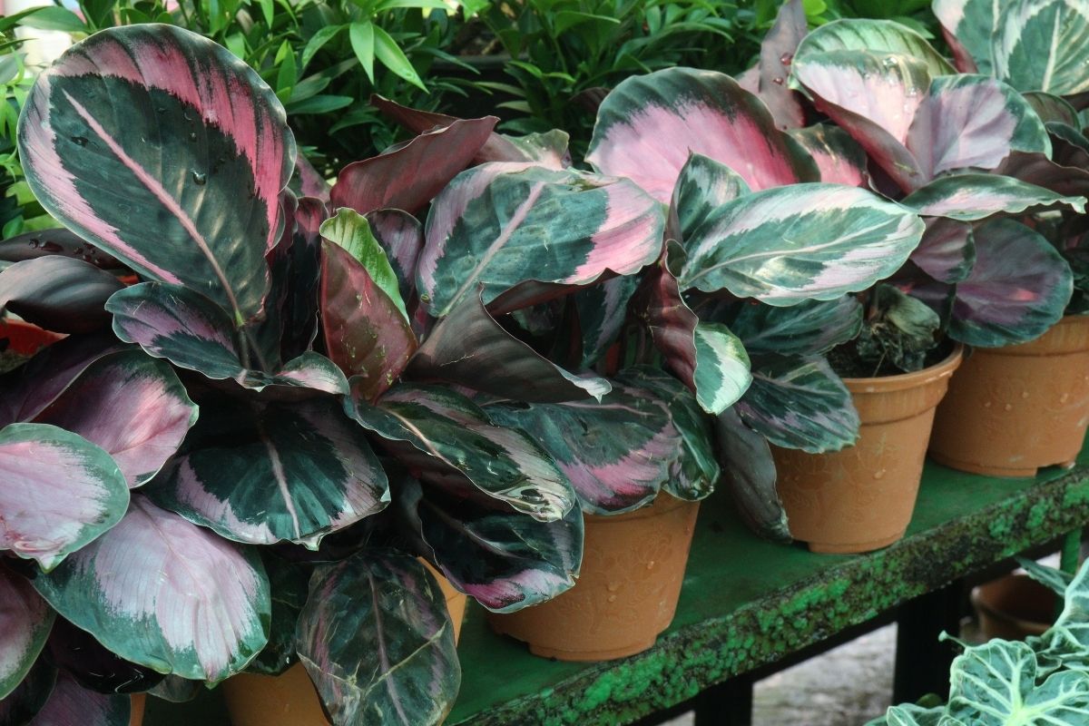 Piante ornamentali per interni ed esterni a Savona